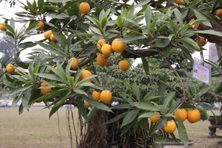 Bonsai, cay the, cây thế,  cay canh nghe thuat, cây cảnh nghệ thuật